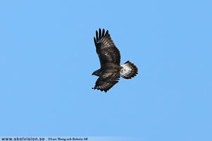 Fjällvråk, Buteo lagopus